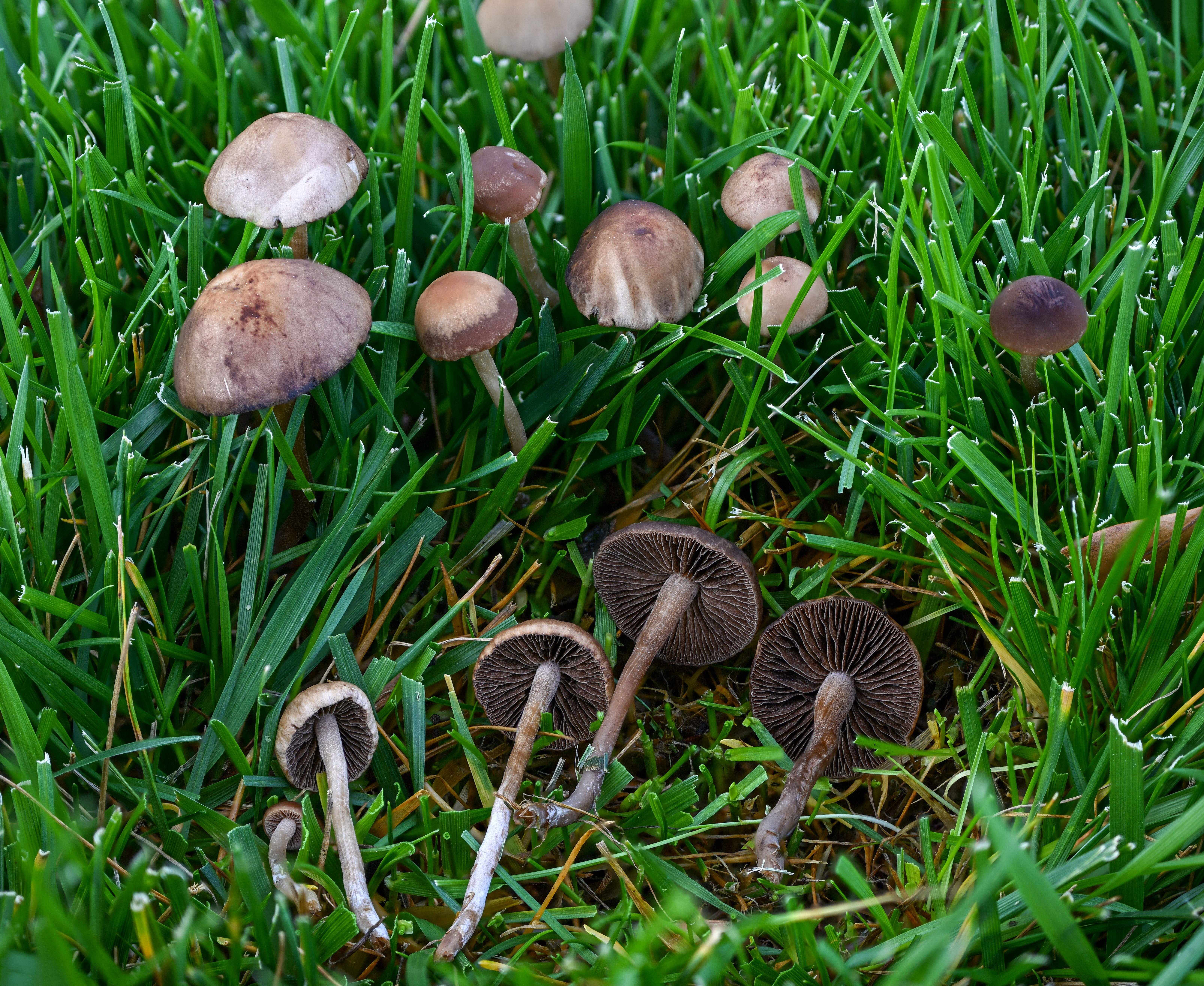 Lawn mower's mushroom